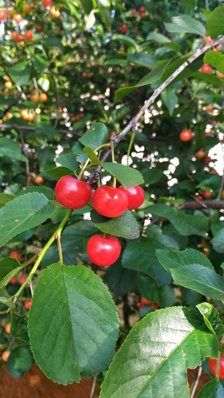 Cherry
