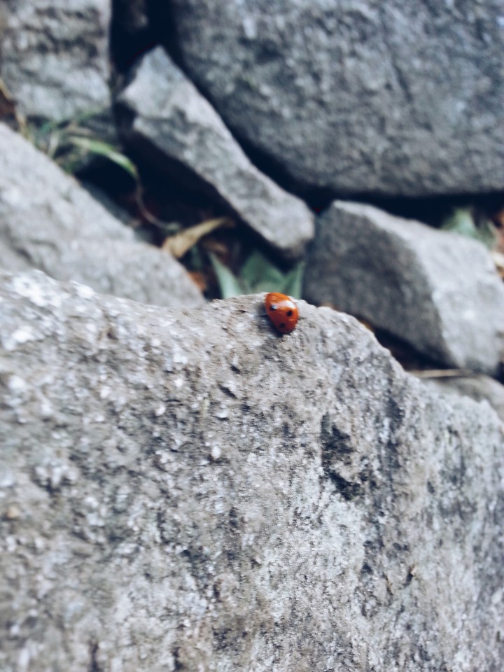 Marienkäfer