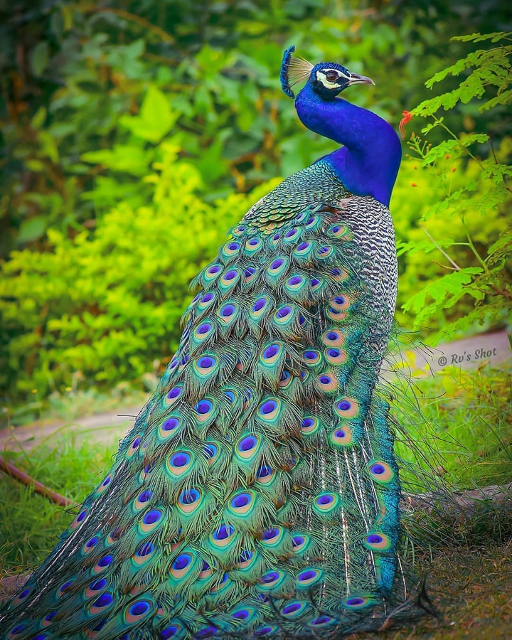 Peacock