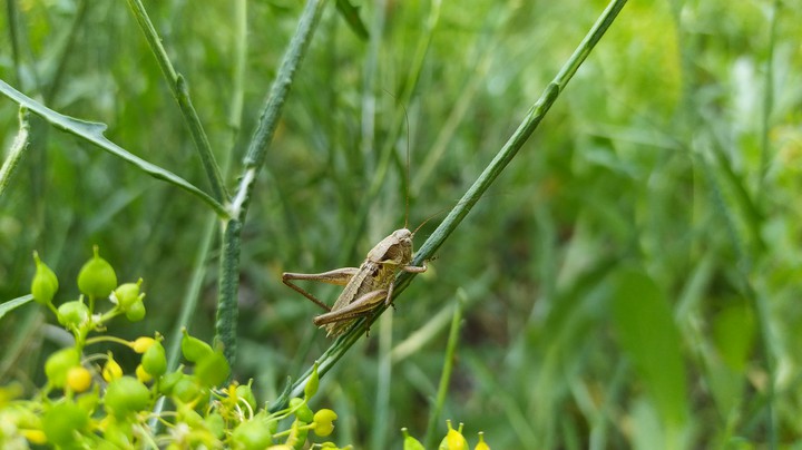 Nature