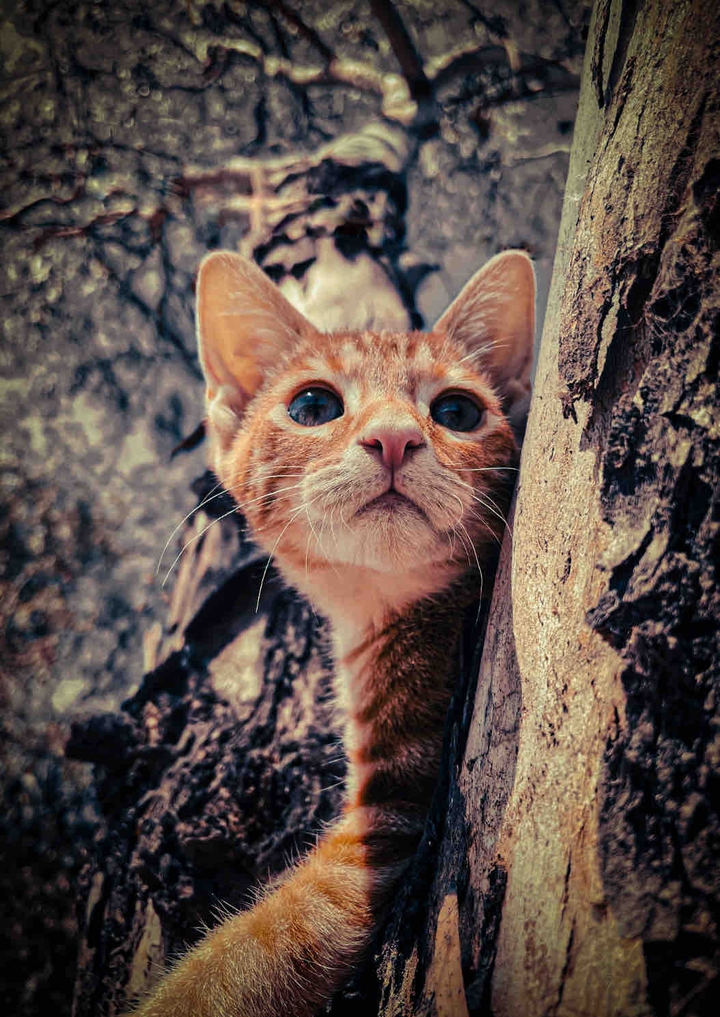 cat