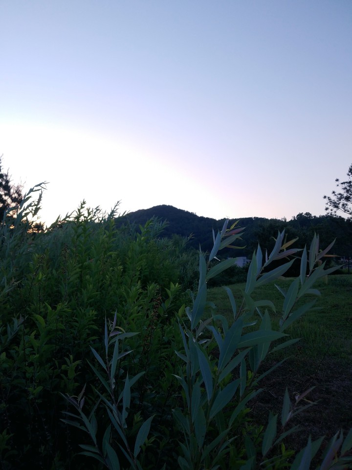 meadow in the evening