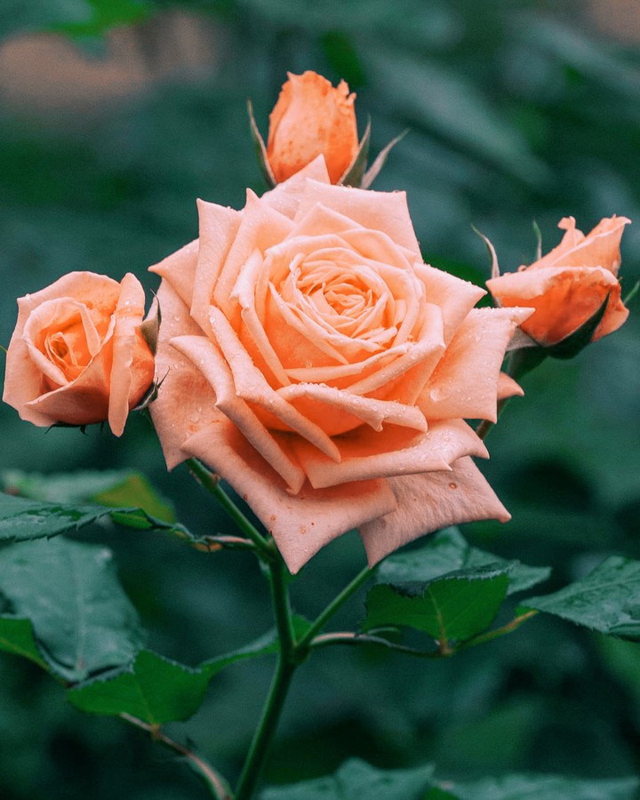 rose