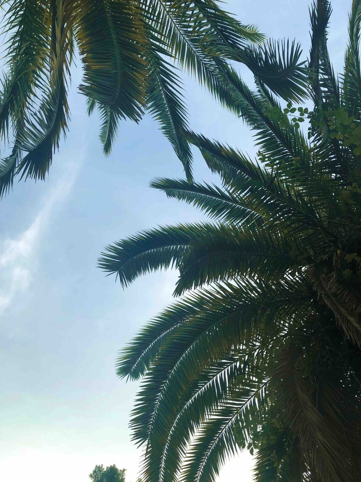 Palm