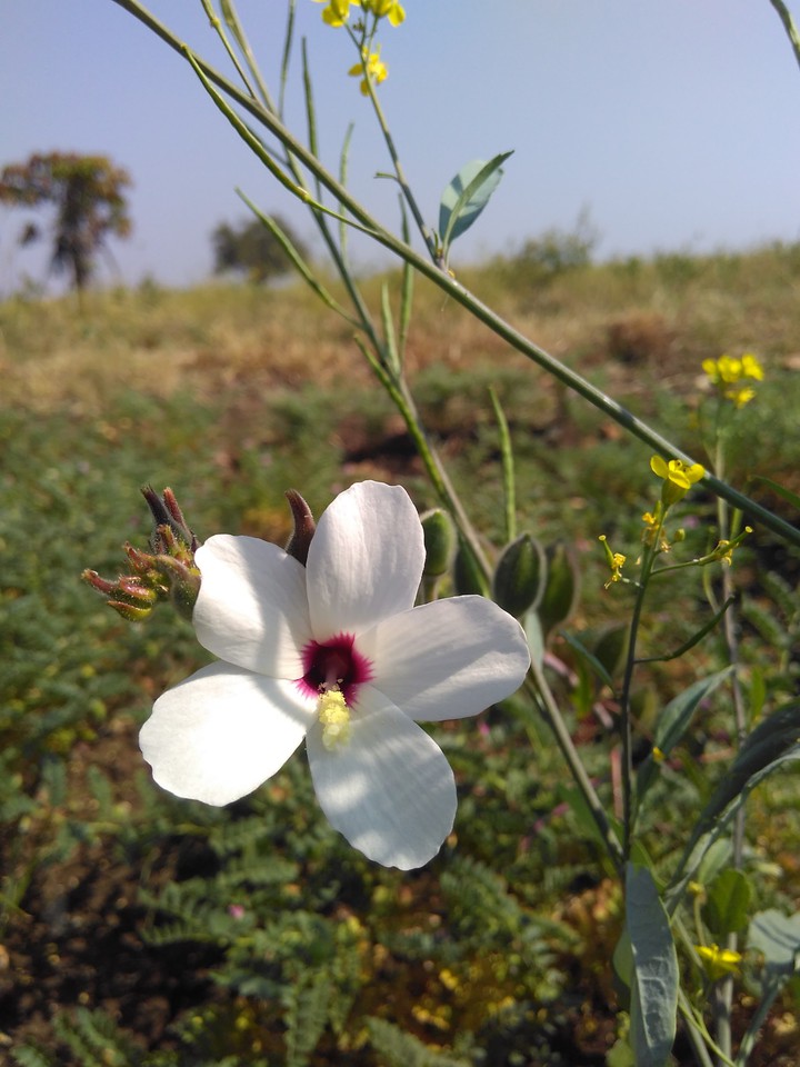 White Flower