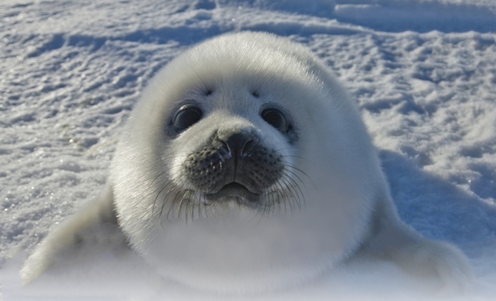 ❄️cute❄️