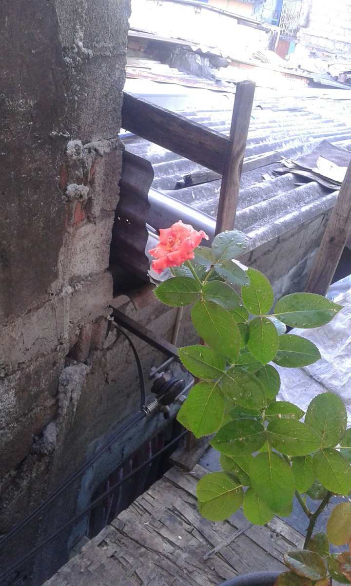 rosy