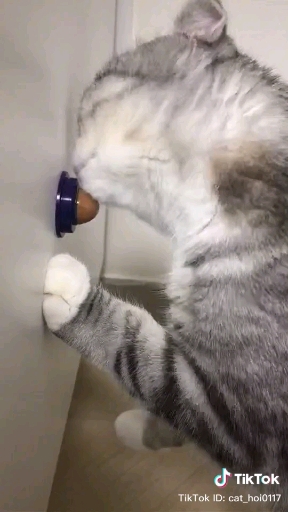 Kitty Cat