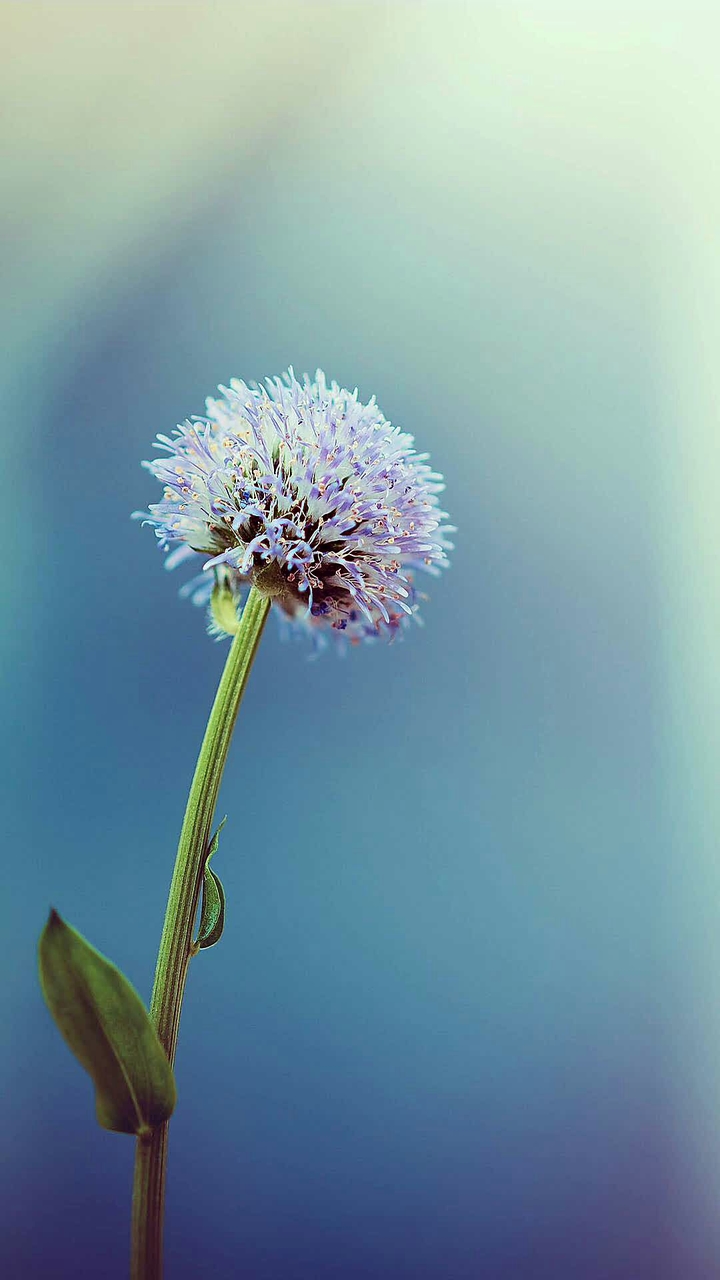Tinge of lavender