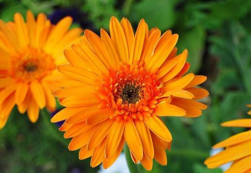 Bright orange