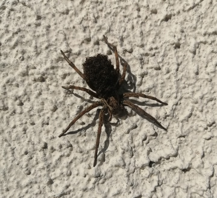 Spider
