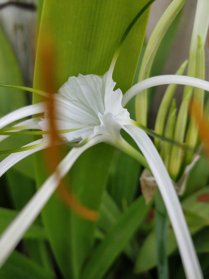 white flower