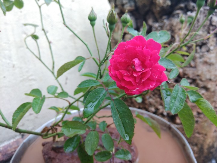 rose