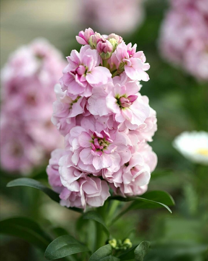 Mathiola incana