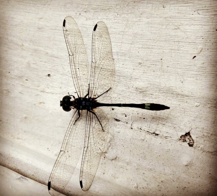 dragon-fly