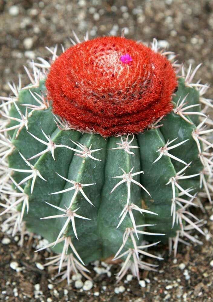 Cactus