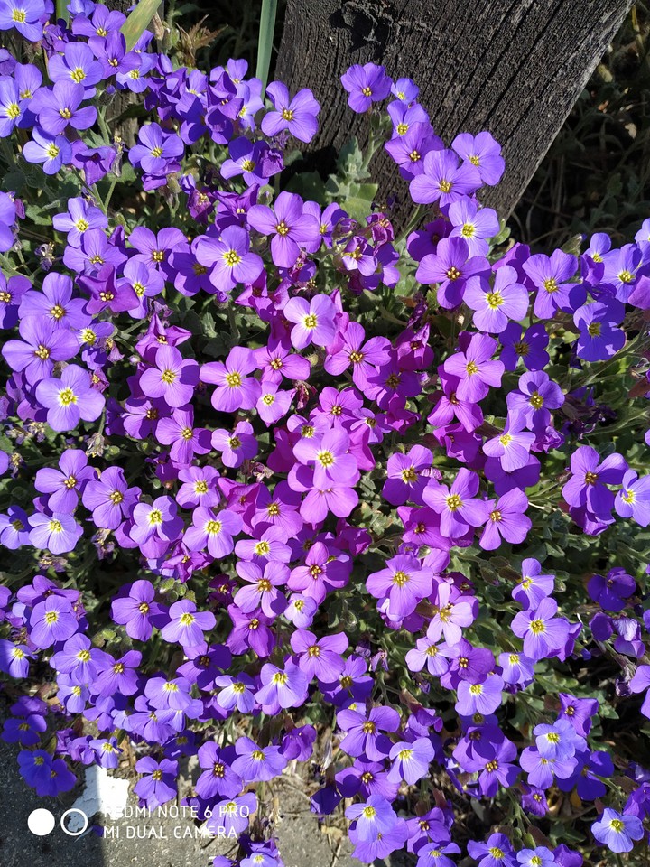 purple flower