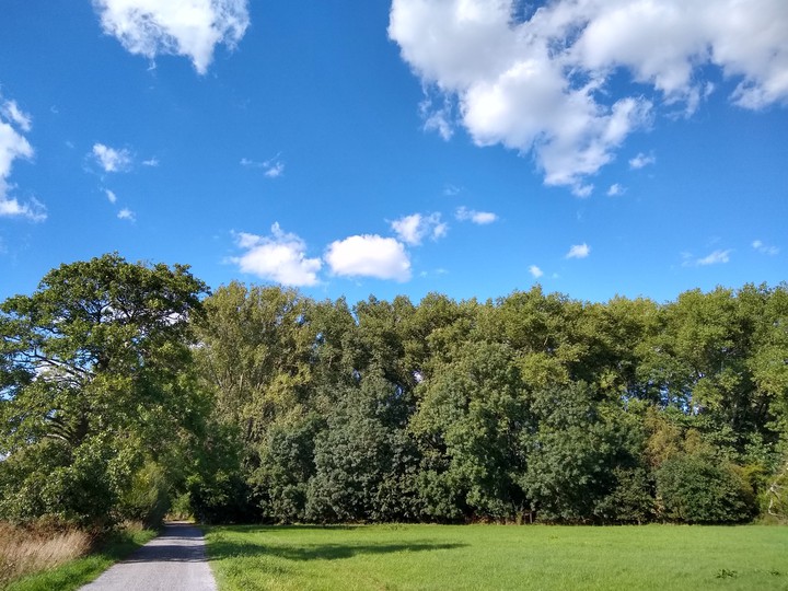 Weg in der Leine Masch
