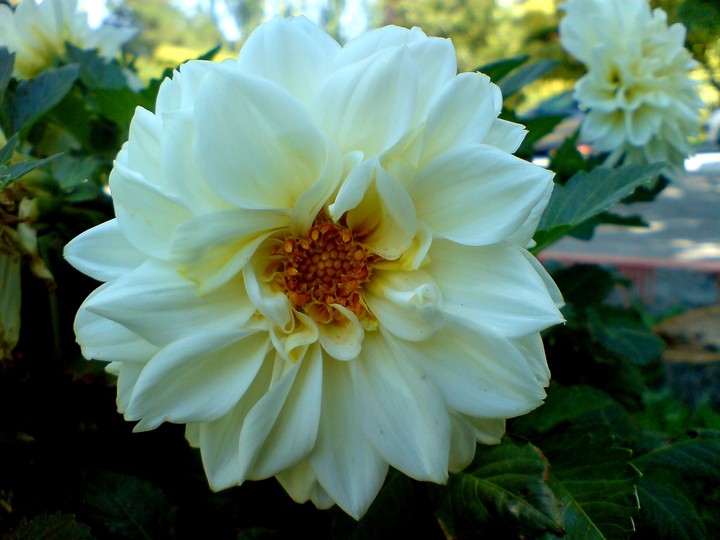 dahlia