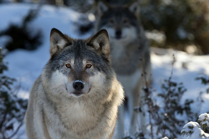 Animal World