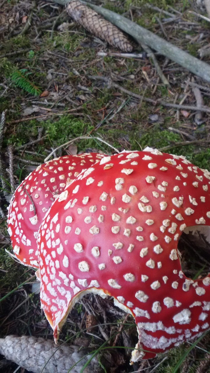 Wald