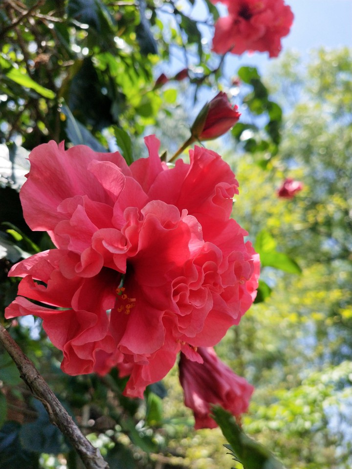 flowers