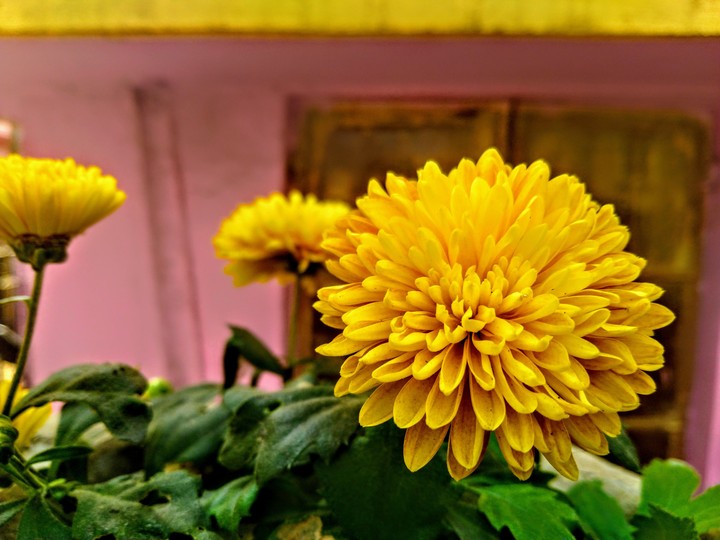 flower in my garden