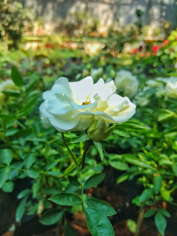 White Rose