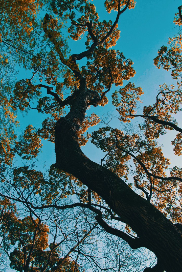 #Tree Branches Bottom View
