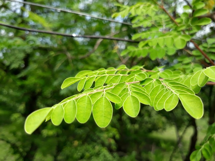 Leaf in High Definition