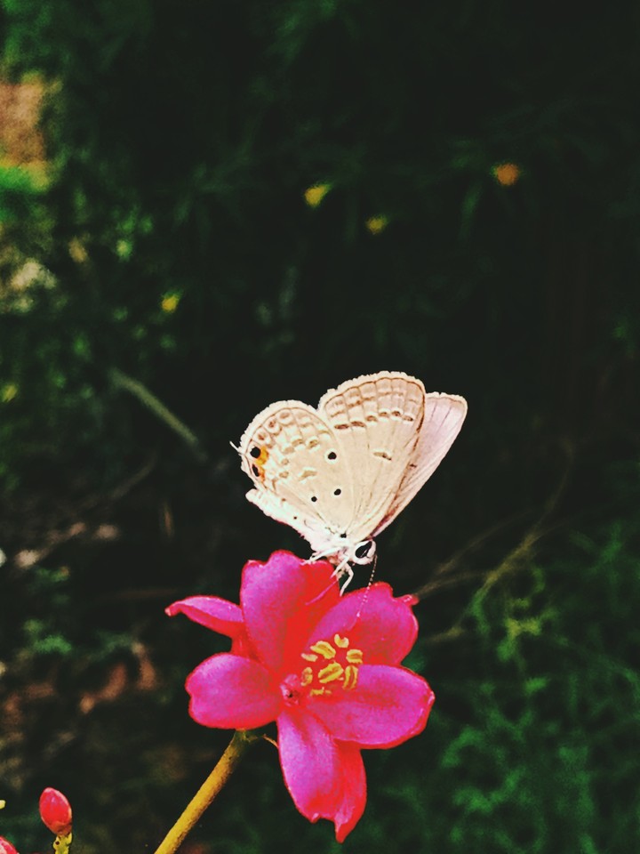 butterfly and flower