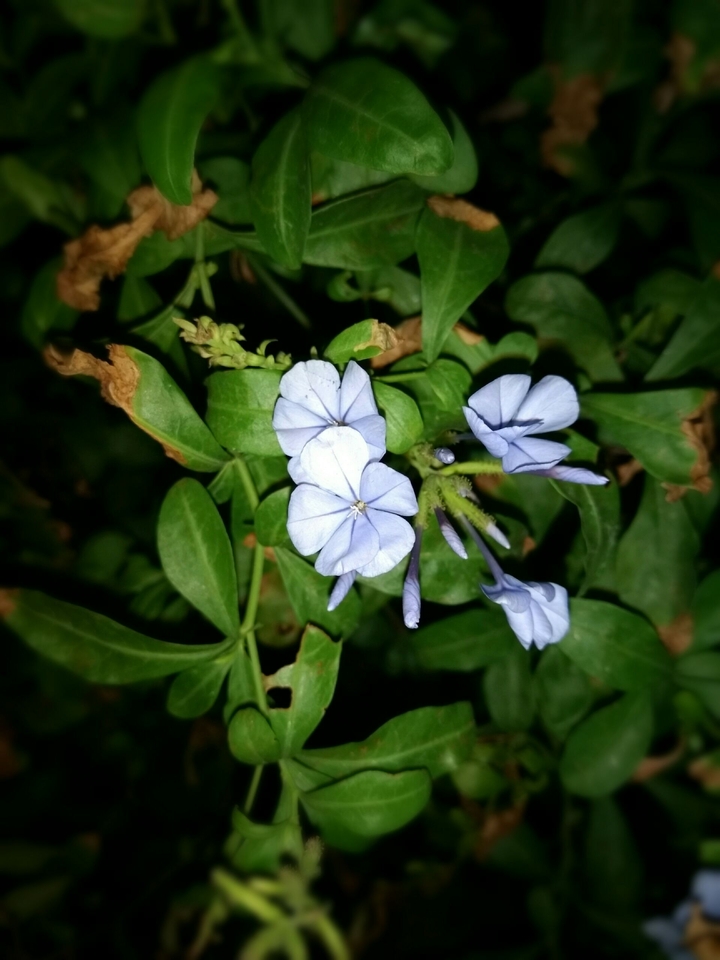 white. flower