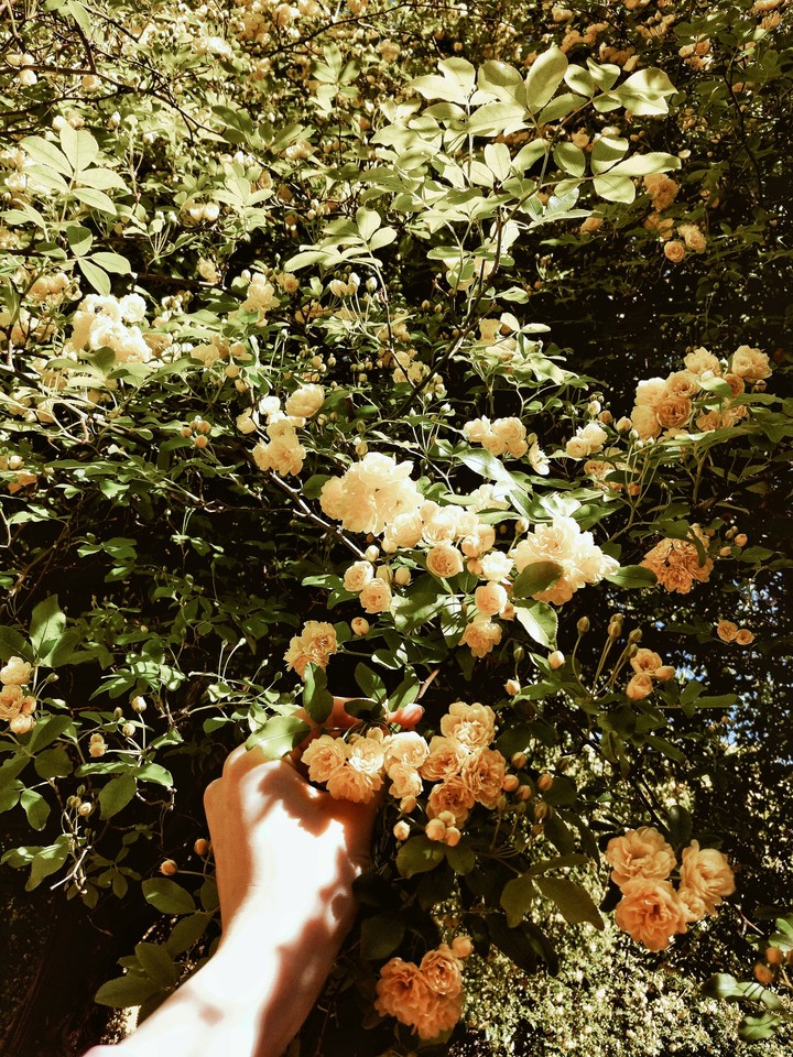 Blossom