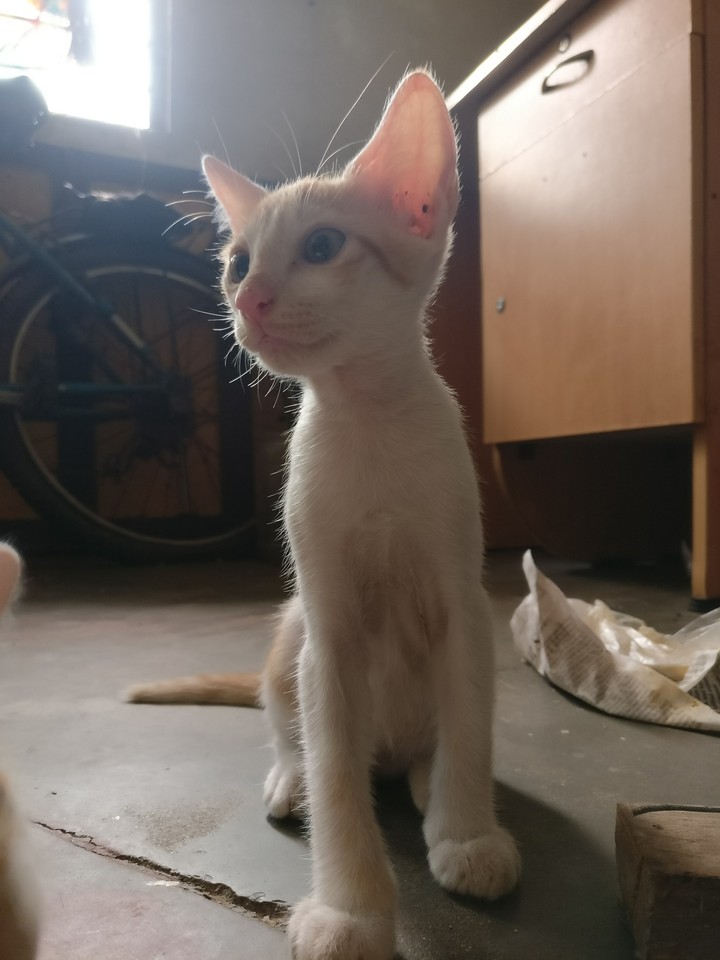 kitten