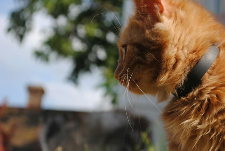 cat