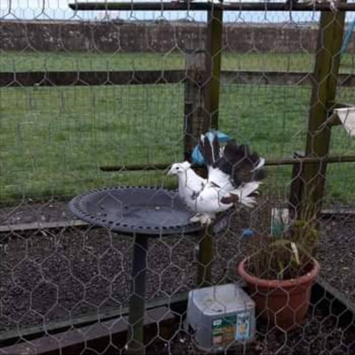 My Garden view ?