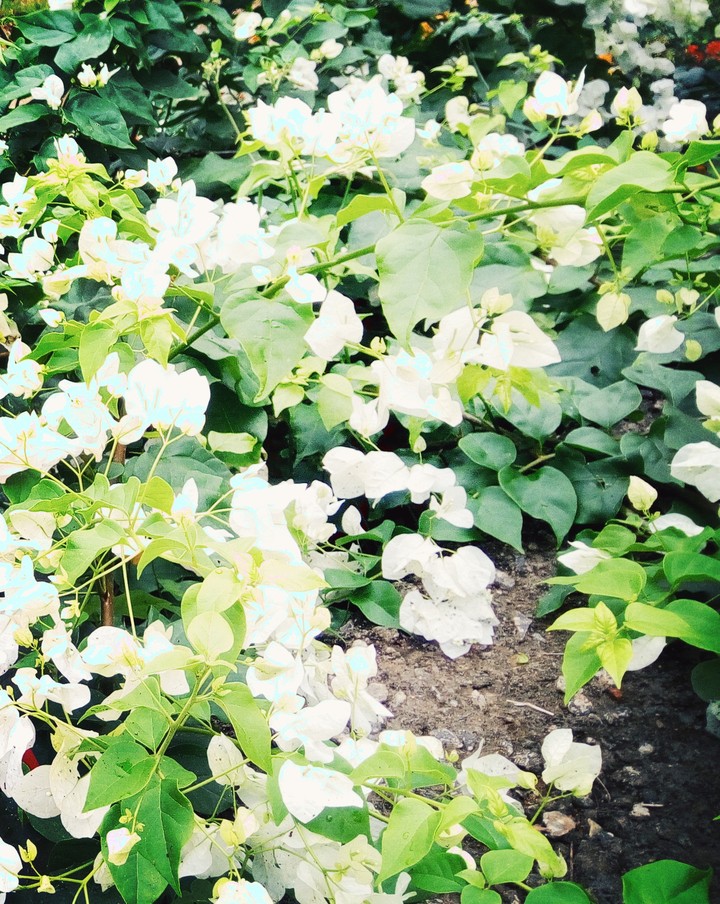 Paper Flower