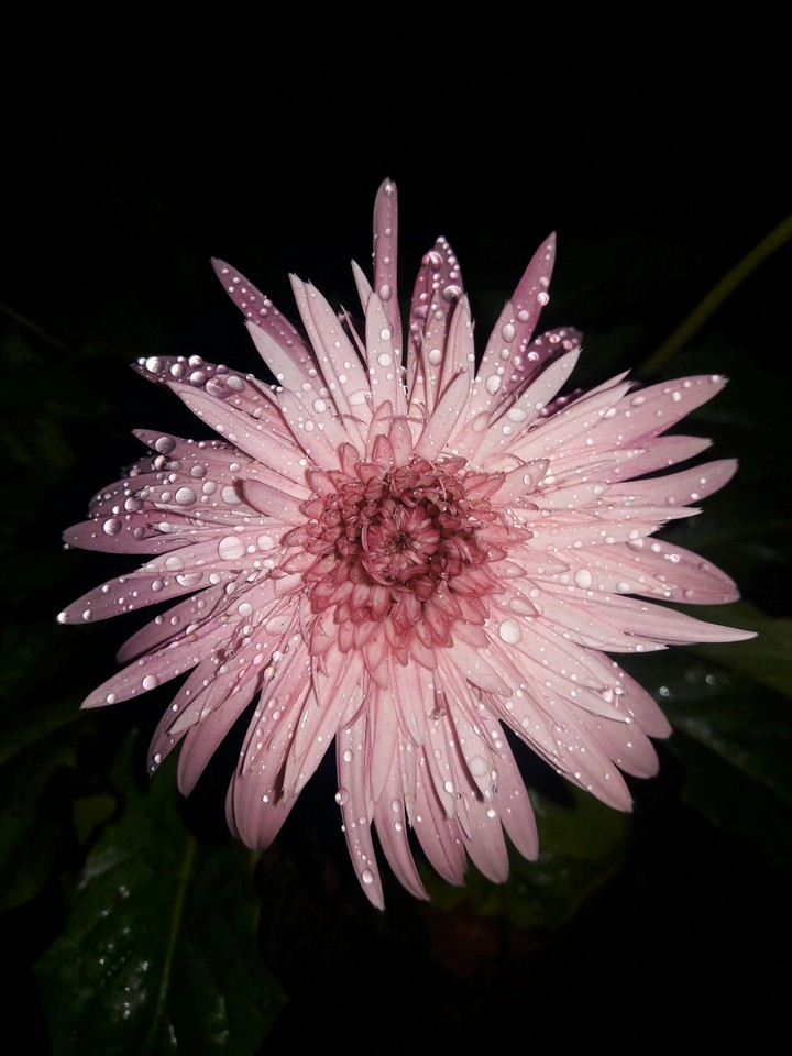 Rejuvenating raindrops