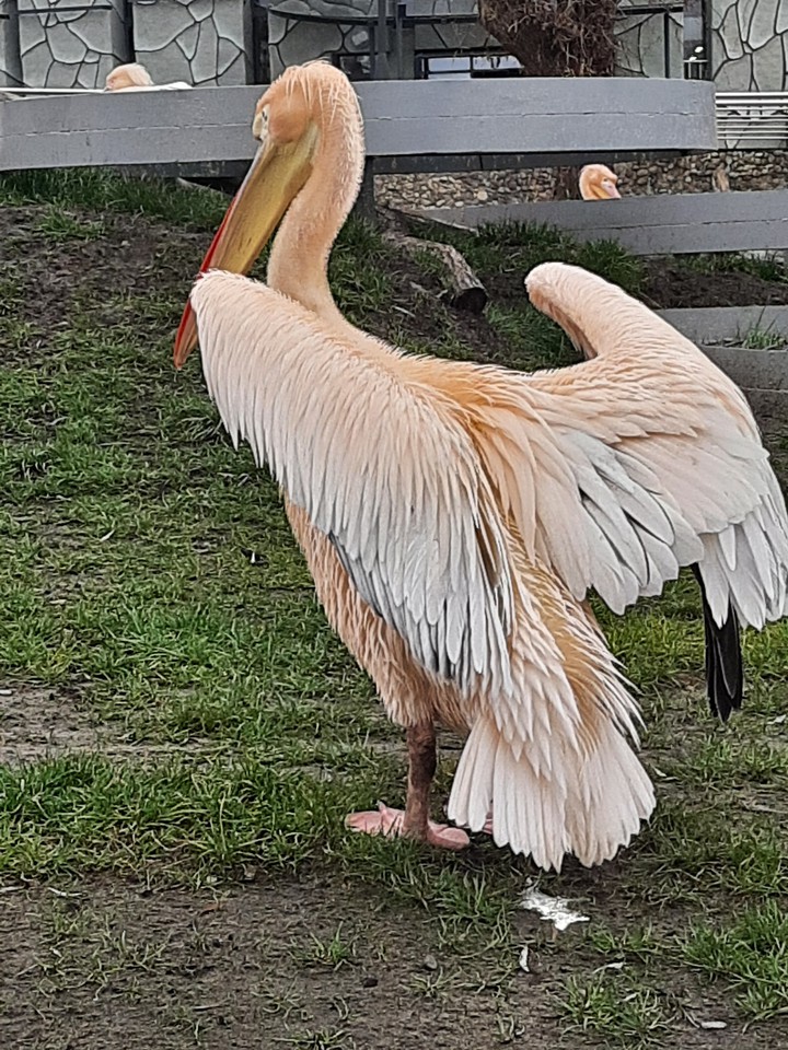 ZOO