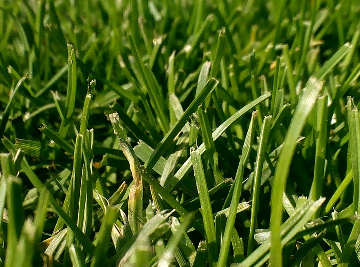 #grass