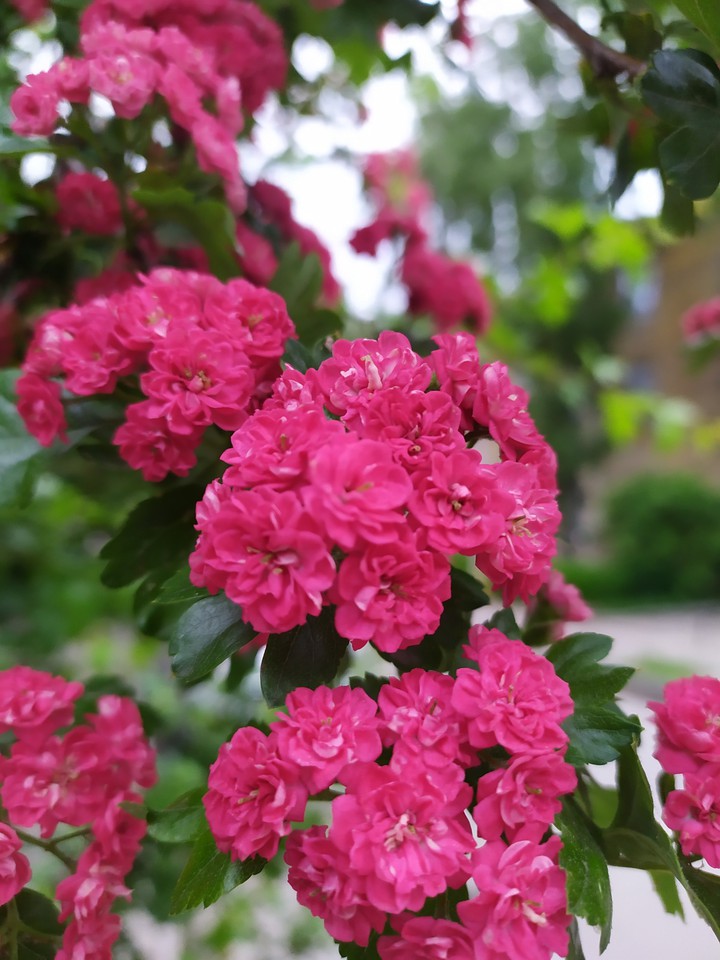 Flowers ... this is a wonderful creation.