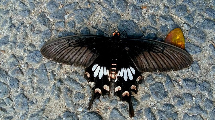 Butterfly