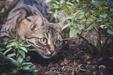 fondos de pantalla fur, cat