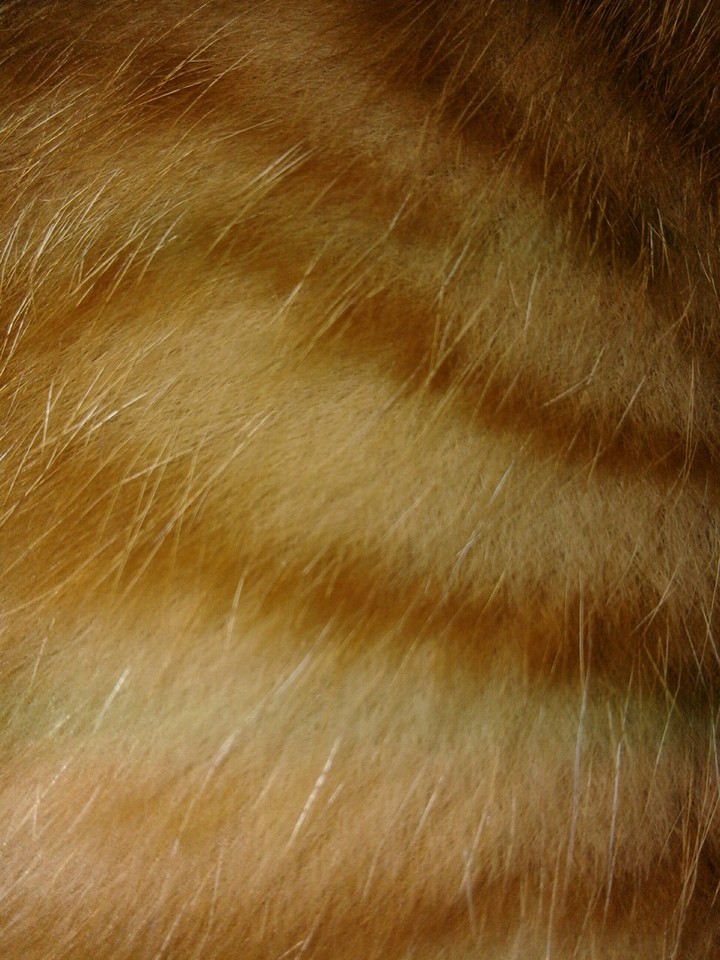 furr