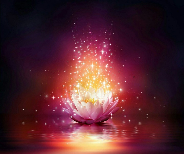 a beautiful flower
