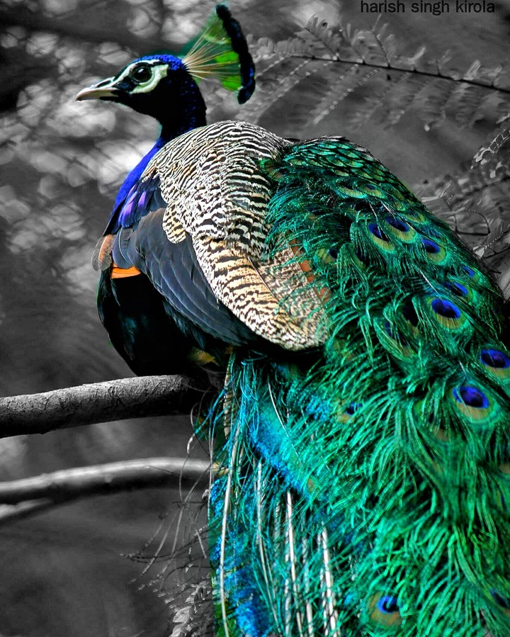 Bird