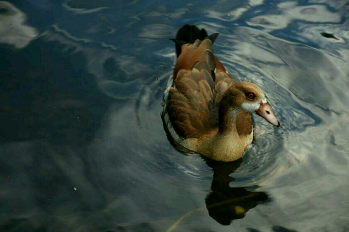Ente