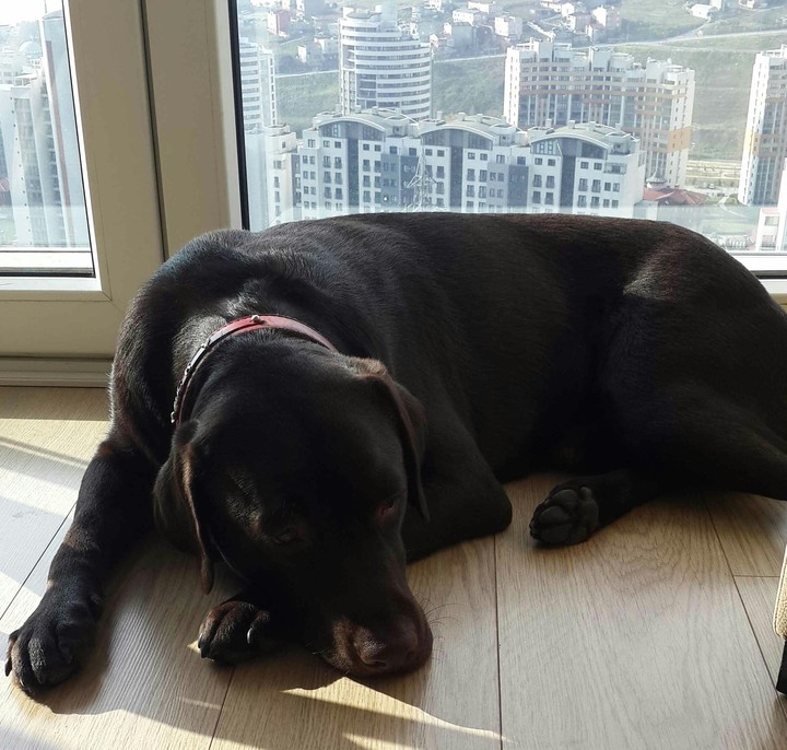#labrador