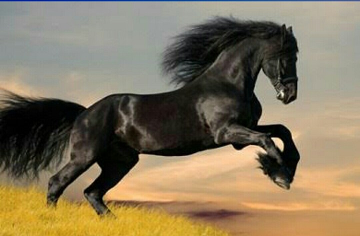 horse