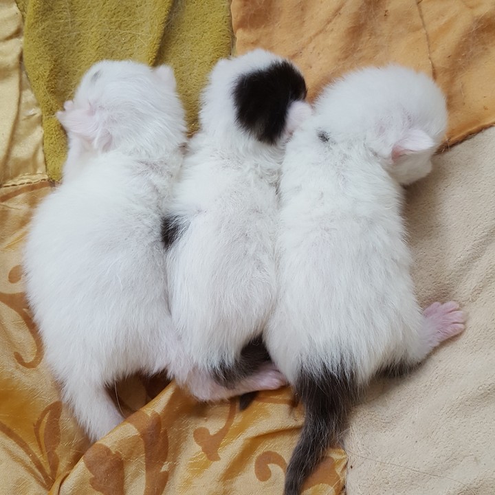 고양이 새끼